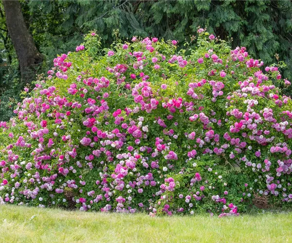 Historische Rosen – Schönheit mit einer langen Geschichte