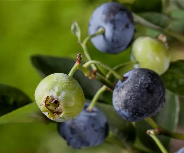 Heidelbeeren – die blauen Super-Beeren