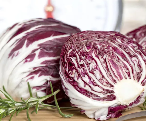 Herbstsalate: Frische aus dem eigenen Garten