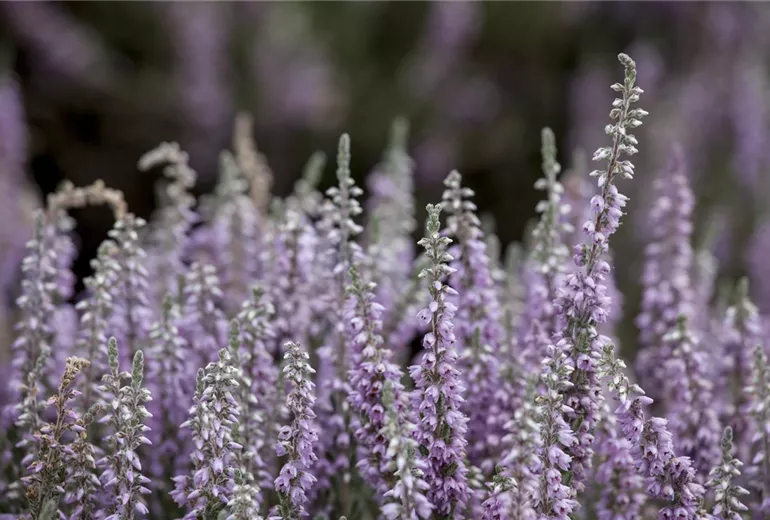 Calluna vulgaris 'Silver Knight'