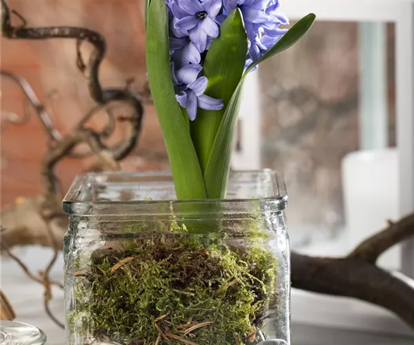 Weihnachtliche Geschenkidee: Blumenzwiebeln im Glas