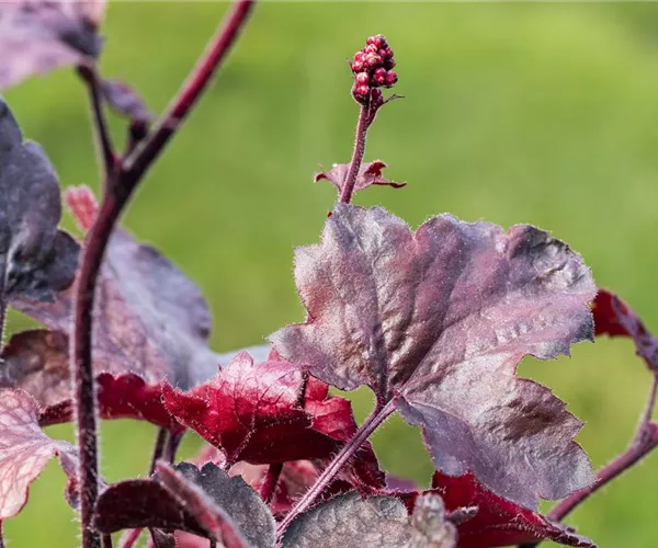 Silberglöckchen - Einpflanzen im Garten