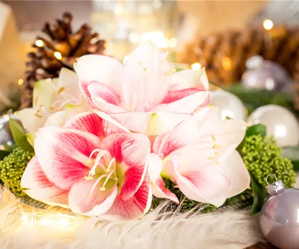 Amaryllis – weihnachtlicher Blütentraum