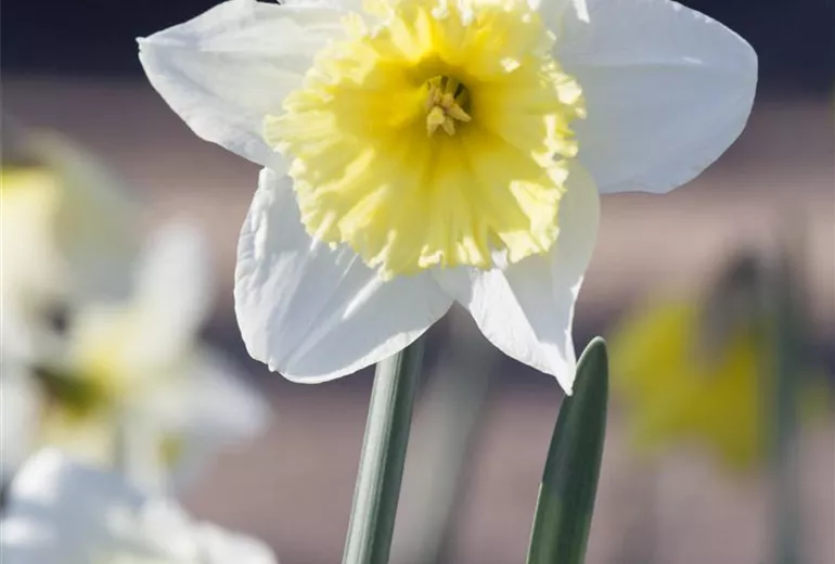 Narcissus, weiß-gelb