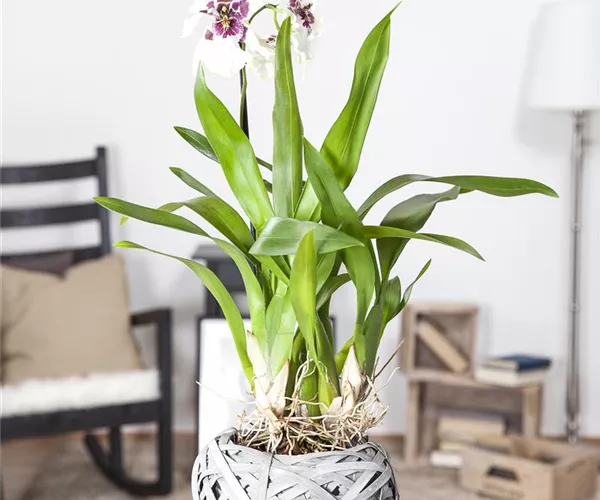 Die Königin der Zimmerpflanzen – Orchideen allgemein