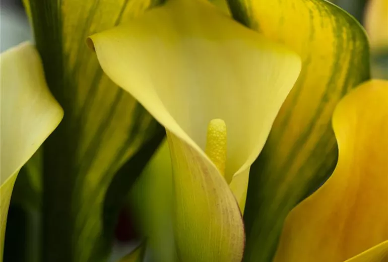 Zantedeschia 'Jack O´Lantern'