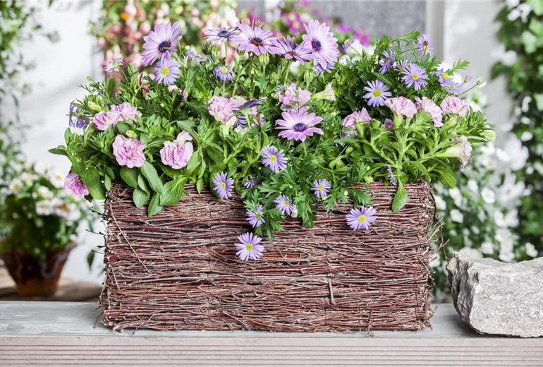 Osteospermum