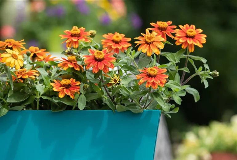Zinnia haageana