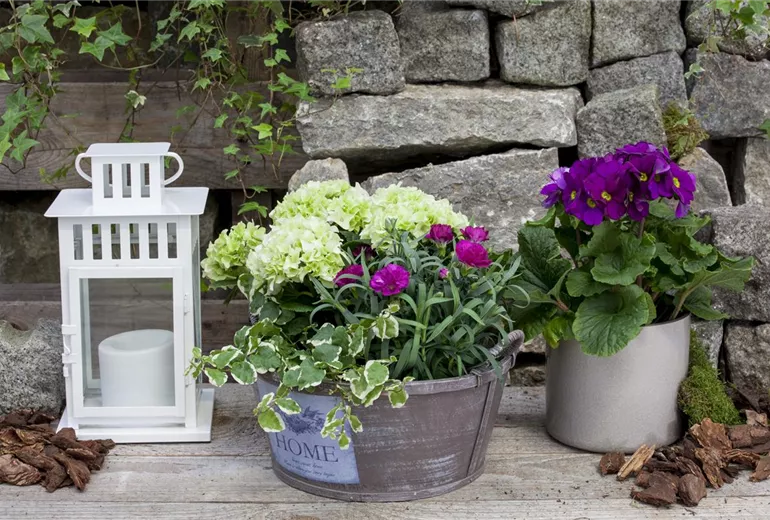Dianthus caryophyllus