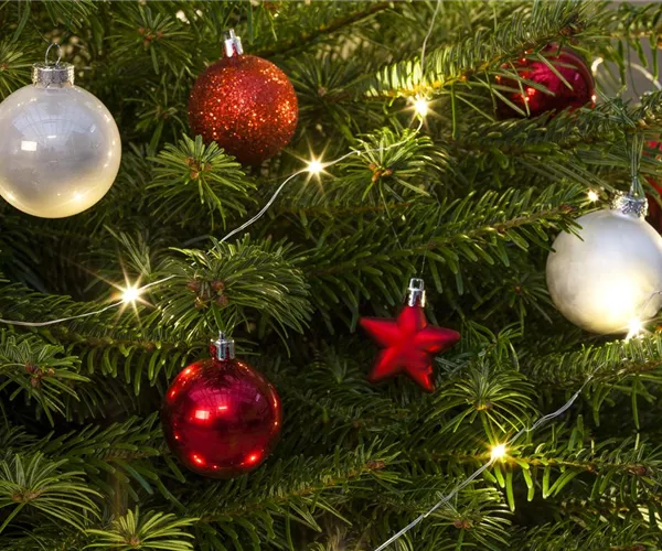 Weihnachtsbaum-Pflege / Lebens-Verlängerung in der Adventszeit