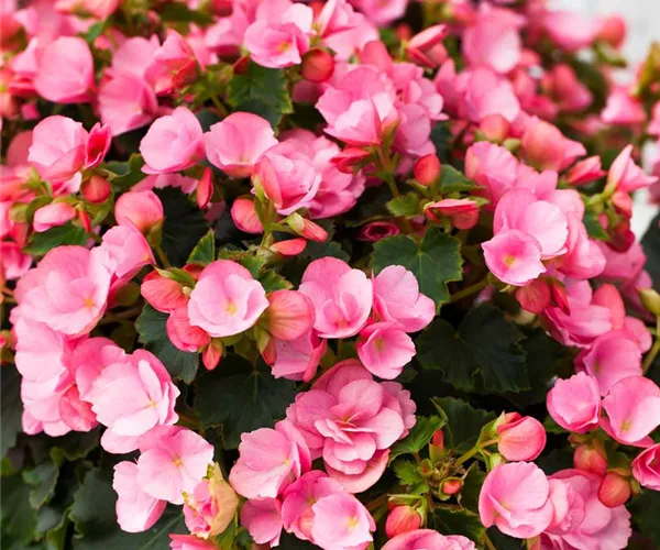 Begonien überwintern – frostempfindliche Knollen im Winter