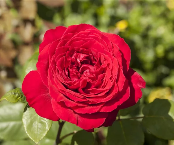 Rosen pflanzen und schneiden 