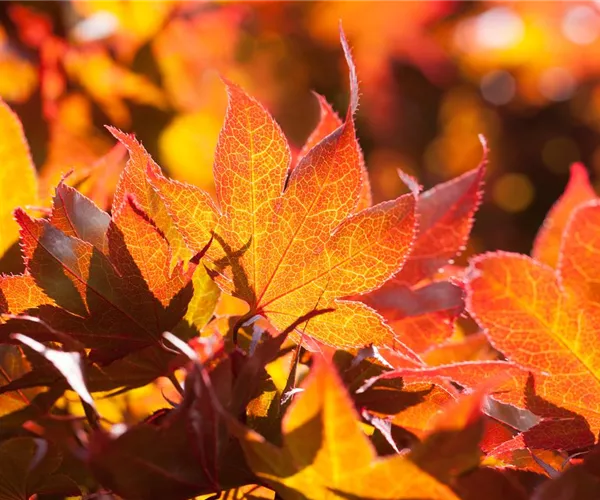 Der herbstliche Garten schön in Form