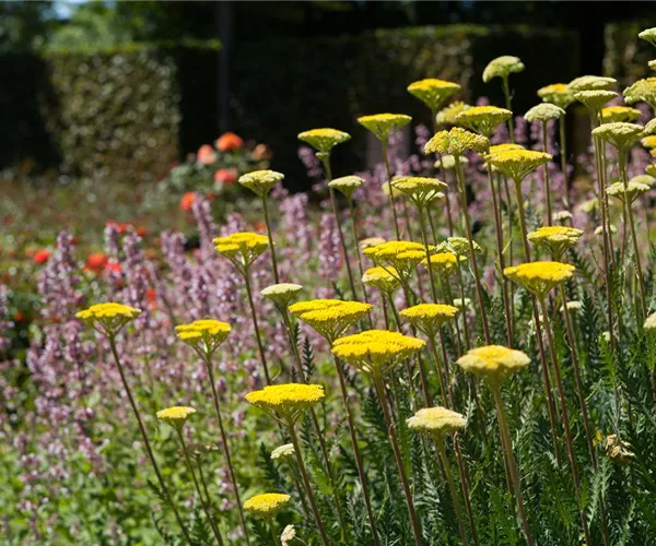 Staudengarten – Gestaltungshinweise und Tipps