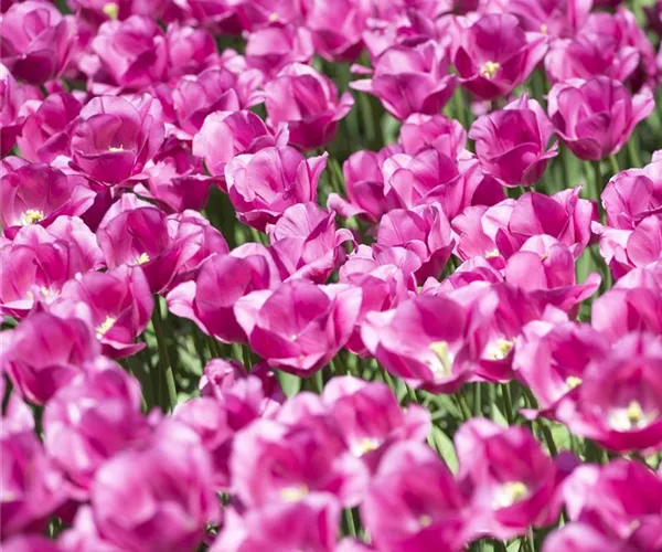 Stauden und Blumenzwiebeln kombinieren