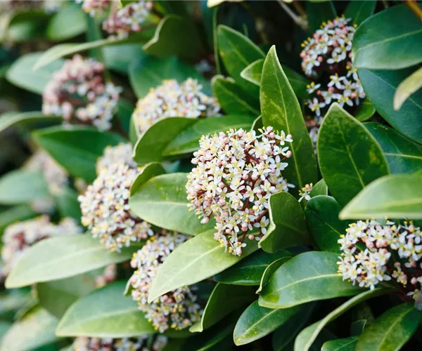 Vom Grünen und Blühen im Schnee