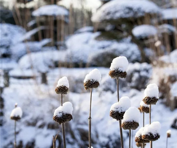 Weihnachtliche Stimmung im Garten