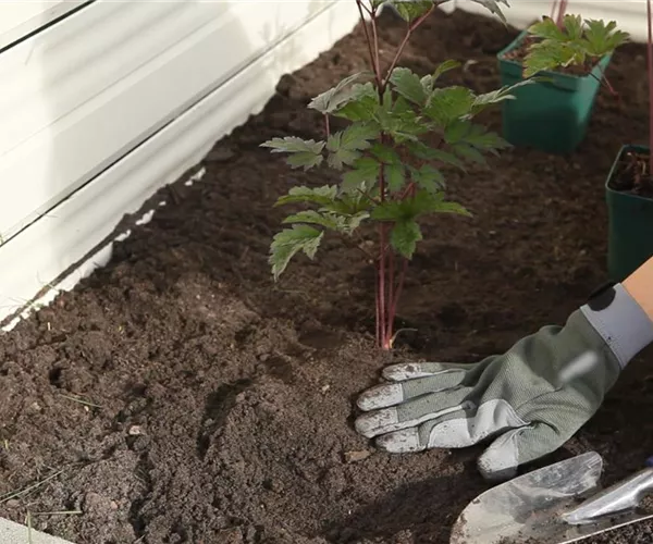 Silberkerze - Einpflanzen im Garten