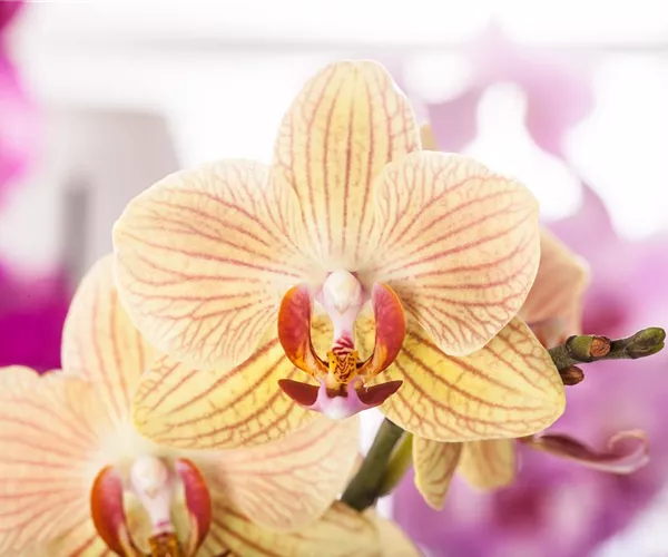 Exotik am Fensterbrett