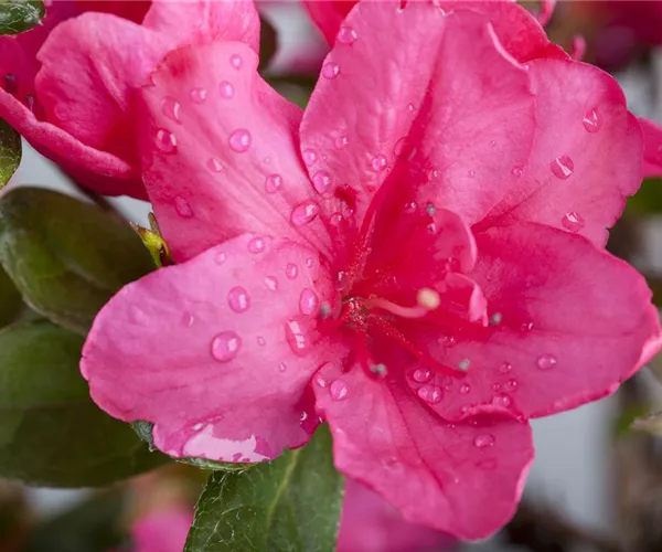 Die Zimmerazalee – bunte Schönheit bei tristem Wetter