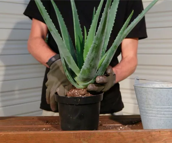 Aloe Vera - Umtopfen