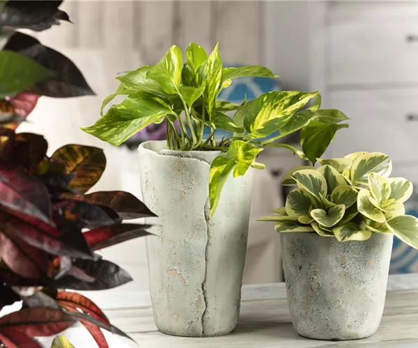 Efeutute - unkompliziert und anfängerfreundlich