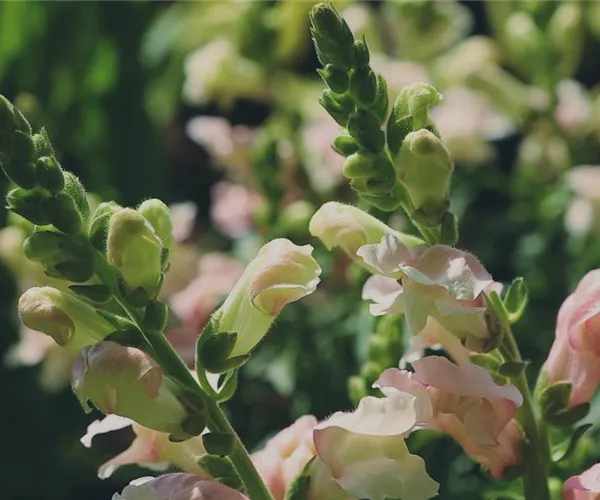 Löwenmaul - Einpflanzen im Garten