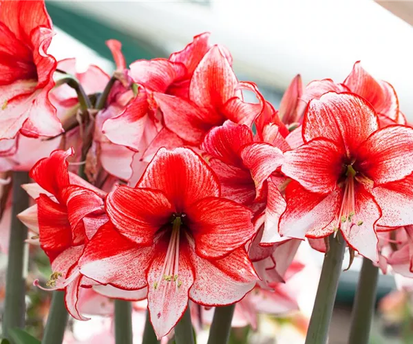 Amaryllis – pflanzen und pflegen im Haus