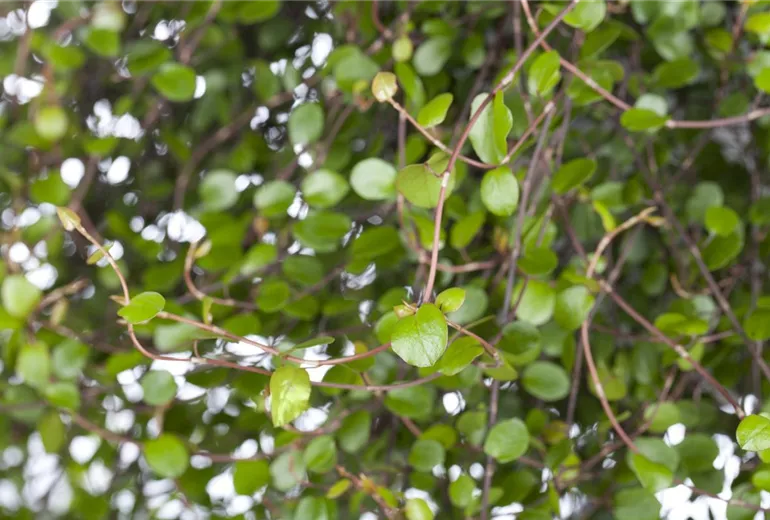 Muehlenbeckia complexa