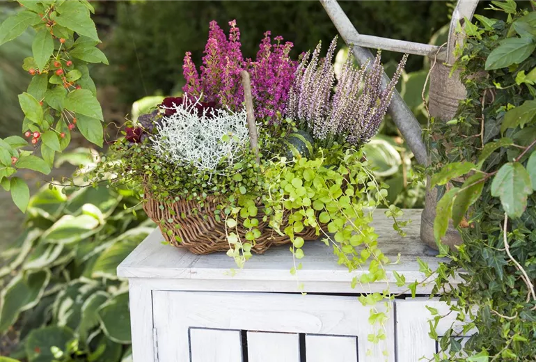 Lysimachia nummularia