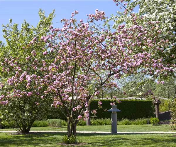 Obstgehölze schneiden - Basis ertragreicher Ernten