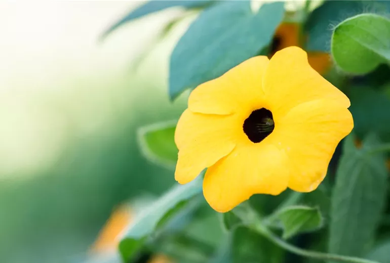 Thunbergia alata
