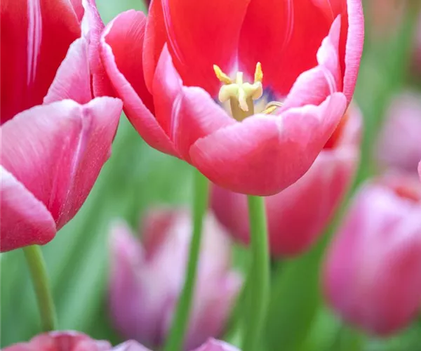 Tulpen im Garten – der bunte Wahnsinn 
