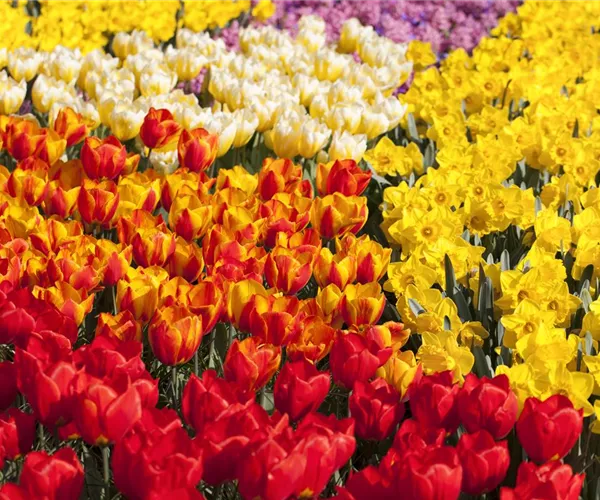 Tulpenzwiebeln einpflanzen – Beetgestaltung mit Tulpen