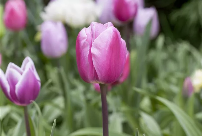Narcissus