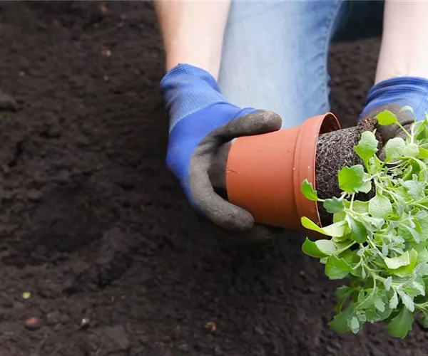 Blaukissen - Einpflanzen im Garten