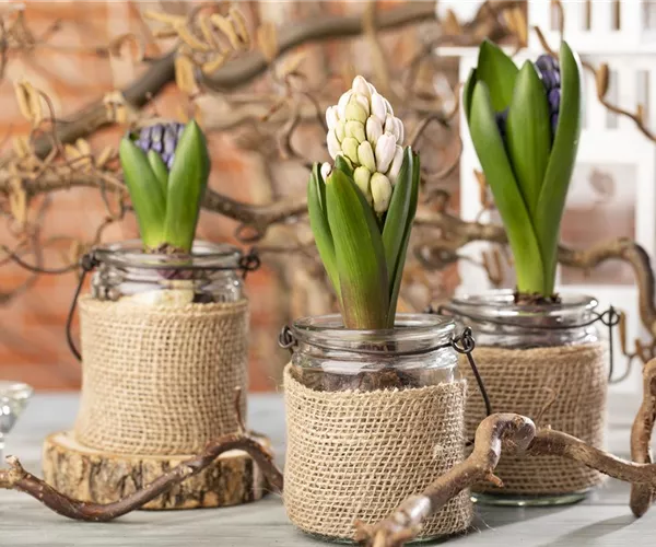 Hyazinthen als Dekoration zu Weihnachten