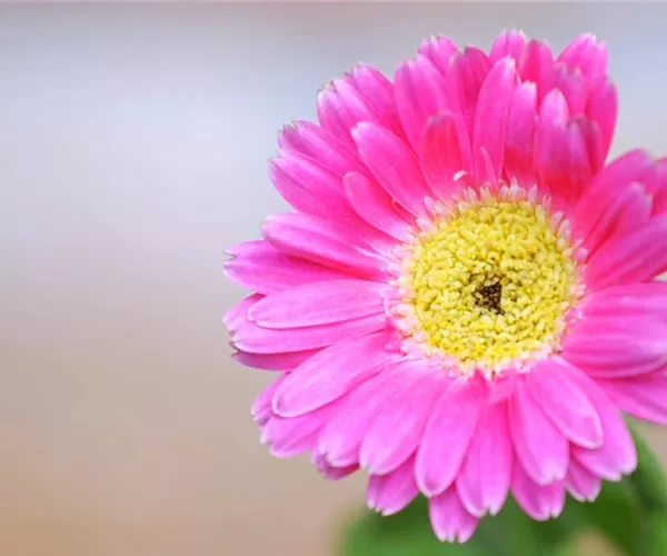 Gerbera - Einpflanzen im Garten