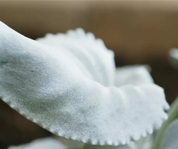 Silberblatt (Senecio) - Einpflanzen im Garten