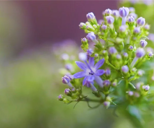 Blaues Halskraut - Einpflanzen im Garten