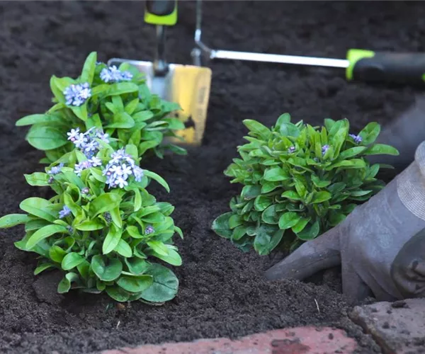 Vergissmeinnicht - Einpflanzen im Garten