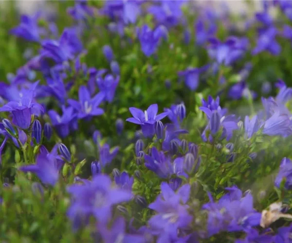 Glockenblume - Einpflanzen in den Garten