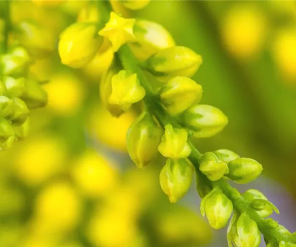 Goldtröpfchen - Einpflanzen im Garten