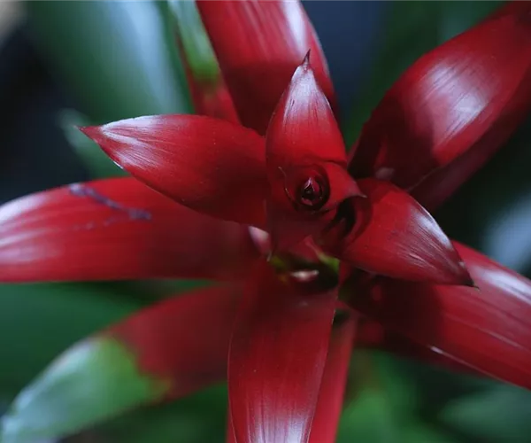 Bromelie (rot) - Umtopfen