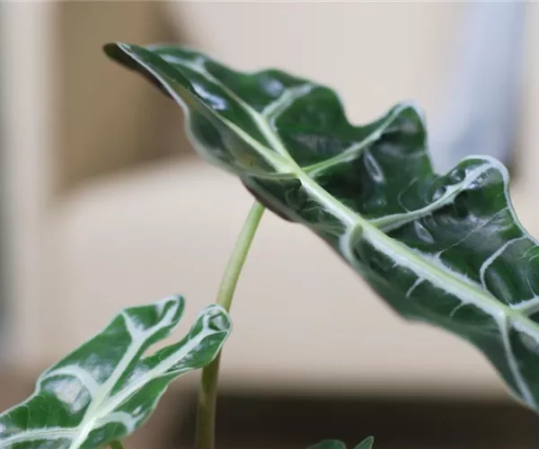 Pfeilblatt- Umtopfen