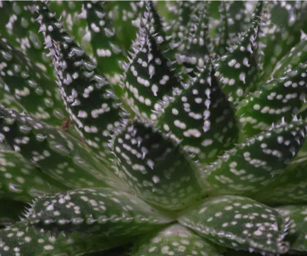 Haworthia - Umtopfen