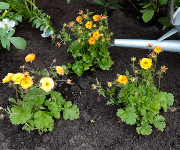 Nelkenwurz - Einpflanzen im Garten