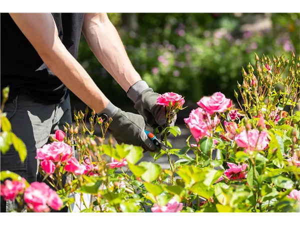 Gärtner Fachrichtung Baumschule (m/w/d)
