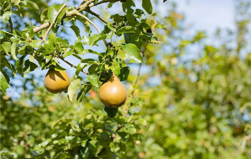 Pyrus communis 'Gris'