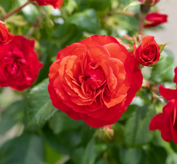 Rosa 'Cherry Girl' ® 